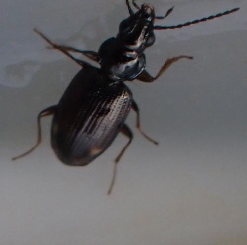 Réf. 326 616 : Bembidion sp.